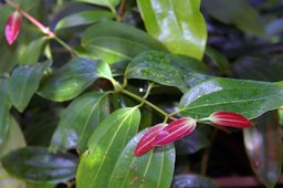 Cinnamomum verum J. S. Presl, &auml;kta Kanel, (As C Zeylanicum - Taiwan), United States Botanic Garden