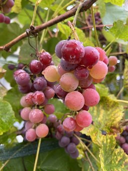 Wine Grape Vitis vinifera, Ústecký, Czechia