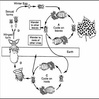 Life Cycle