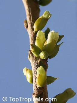 Inflorescense
