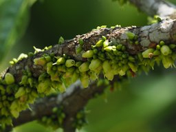Inflorescense