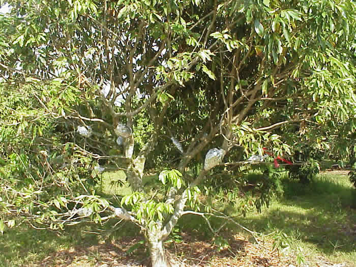 Lychee Tree with Multiple Air Layers and Close-up