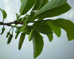 Nụ hoa c&acirc;y Na. Sugarapple Buds in Vietnam