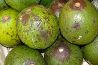 Phytophthora root rot