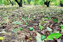 Agriculture in Israel