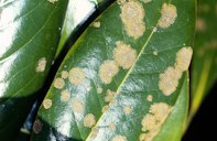 Avocado Algal Spot