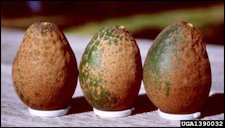 Mite Damage on Fruit