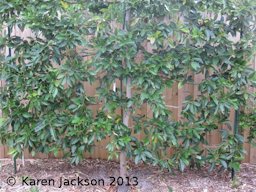 Avocado tree espaliered