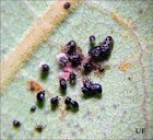 Eggs of the Avocado Lace Bug