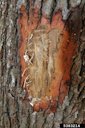 Redbay trunk with ambrosia beetle sawdust