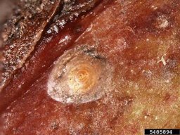 Dictyospermum scale Chrysomphalus dictyospermi (Morgan)