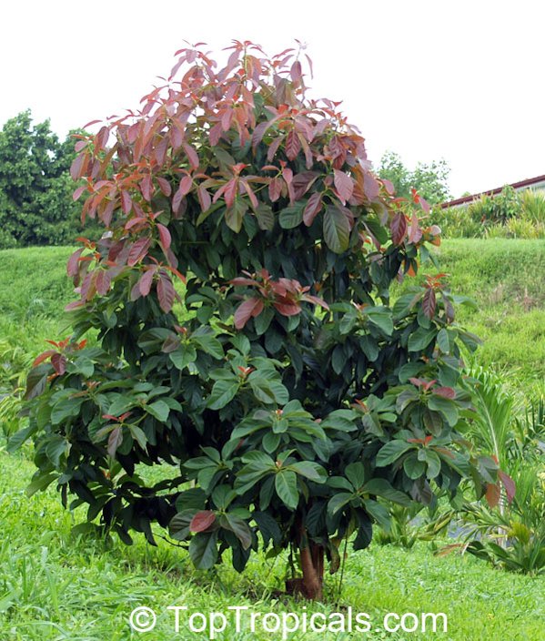 New growth on young tree