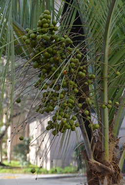 Butia odorata immature fruit