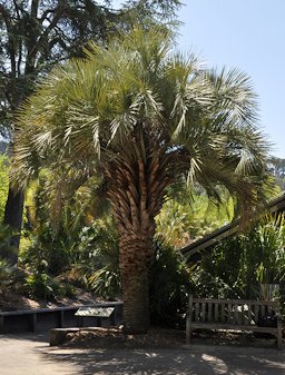 Butia odorata tree
