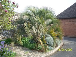 Butia odoratayoung individual in the landscape with persistent leaf bases and twisted, arching leaves
