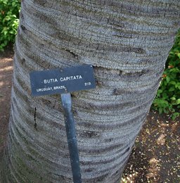 Butia odorata stem with leaf scars