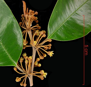 Flower cluster