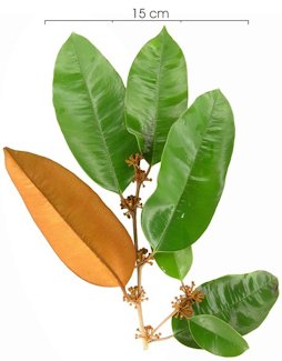 Flower, buds and leaves