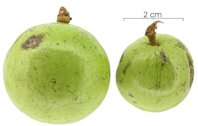 Immature fruit