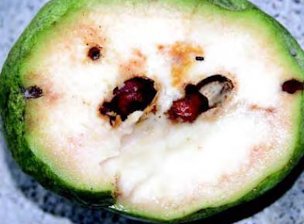 Credit: © 2007, University of Hawai‘i Annona seed wasp damage