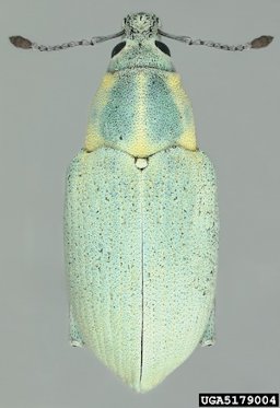 Citrus root weevil, Pachnaeus litus