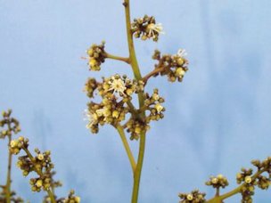 Credit: Ian Maguire, Tropical Fruit Photography, TREC Male Mauritius Flowers in Full Bloom with Ripe Pollen.