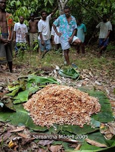 Credit: © Samantha Madell 2005 The men of Olboe village in Vanuatu, standing around a heap of cocoa beans which are fermenting on the forest floor