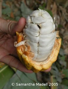Credit: © Samantha Madell 2005 Freshly harvested cocoa pod