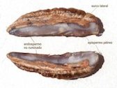 Phoenix dactylifera (palma) - Semilla: corte longitudinal - La Huerta, Albatera, Provincia de Alicante, Espa&ntilde;a