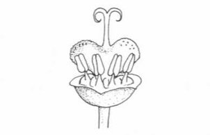 Credit: Agrilink: Department of Primary Industries, Queensland Horticulture Institute Female Flower Diagram Showing the Distinctive Parts