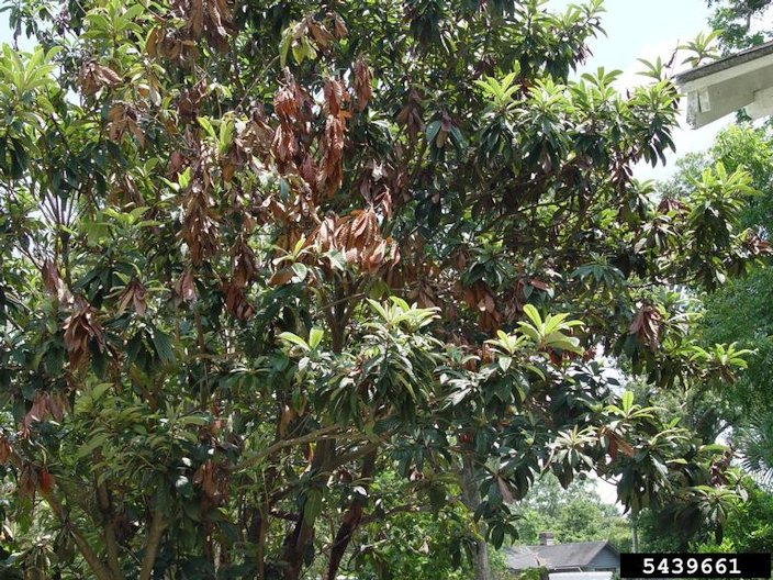 Fire blight symptoms on loquat