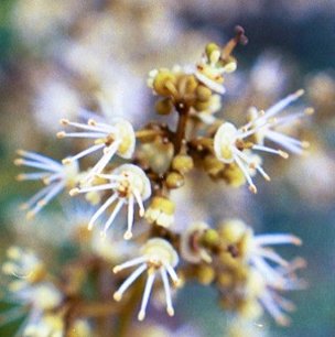 Credit: Ian Maguire, Tropical Fruit Photography, TREC Hermaphrodite Brewster Male Flowers with Ripe Pollen
