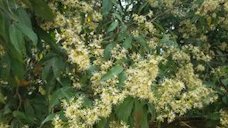 Dimocarpus longan