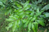 Leaves