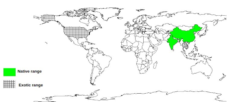 Credit: World Agroforestry Longan Documented Species Distribution
