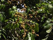 Results of pruning
