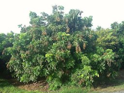 A broad, squat Longan tree at Pine Island Nursery laden with fruit.