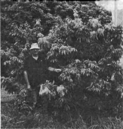 Credit: Dave Hodge A tree one year and ten months after Top-Working Fay Zee Siu onto Tai So.