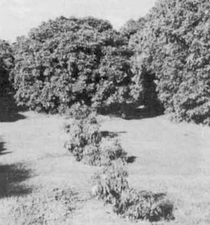 Credit: Dave Hodge The slower growth of single trees planted back into old tree sites. These are older than the tree in Picture 1.