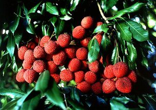 Credit: Barry Fitzgerald, USDA Agricultural Research Service Lychees, Litchi chinensis