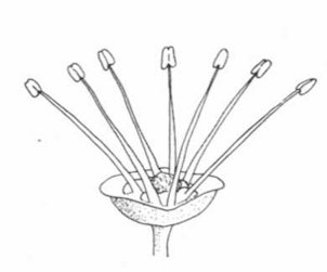 Agrilink: Department of Primary Industries, Queensland Horticulture Institute Detailed Diagram of a Male Flower