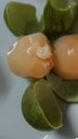 Huaya, fruta de le regi&oacute;n