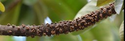 Pouteria sapota
