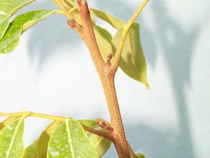 Credit: Ian Maguire , Tropical Fruit Photography, TREC Picture of Emerging Bud