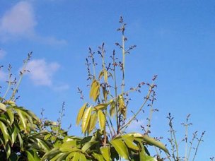 Credit: Ian Maguire , Tropical Fruit Photography, TREC Mauritius Early Flower Panicle Emerging from Terminal Branch