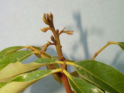 Credit: Ian Maguir, Tropical Fruit Photography, TREC 'Mauritius' Terminal Bud Break Showing Signs of Differentiation