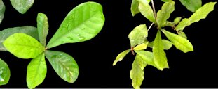 Leaves of &lsquo;Imperial&rsquo; (left) and &lsquo;Holly&rsquo; (right).