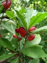 C&acirc;y Thần Kỳ Synsepalum dulcificum thuộc họ Hồng Xi&ecirc;m (Sapotaceae)