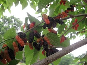 Credit: Brandy Cowley Gilbert, Just Fruits and Exotics Ripe and unripe fruit