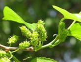 Morus alba flowers